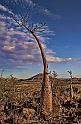 173 Damaraland, etendenka mountain camp, moringa